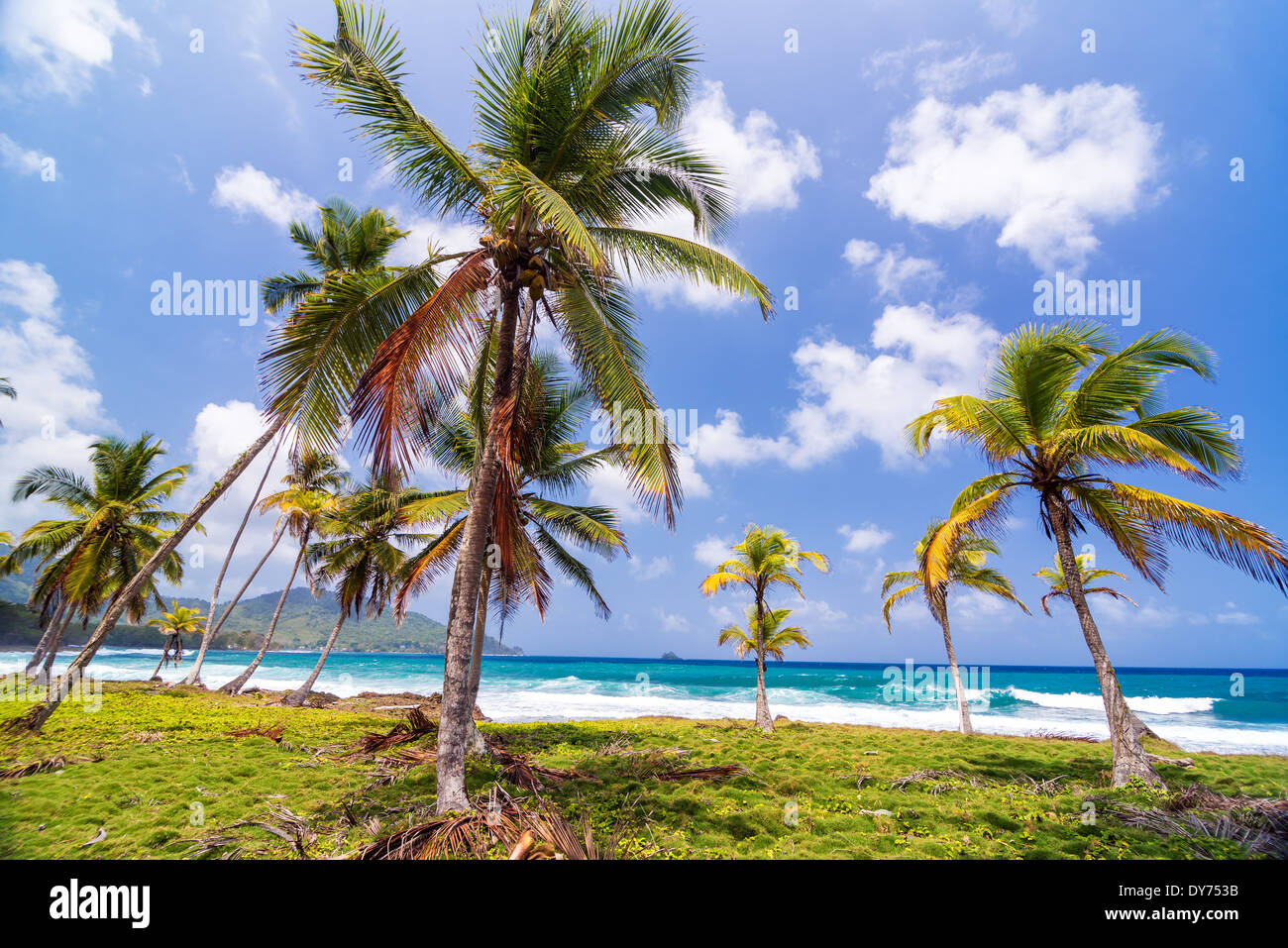 Hain von Palmen an der karibischen Küste in Capurgana, Kolumbien Stockfoto