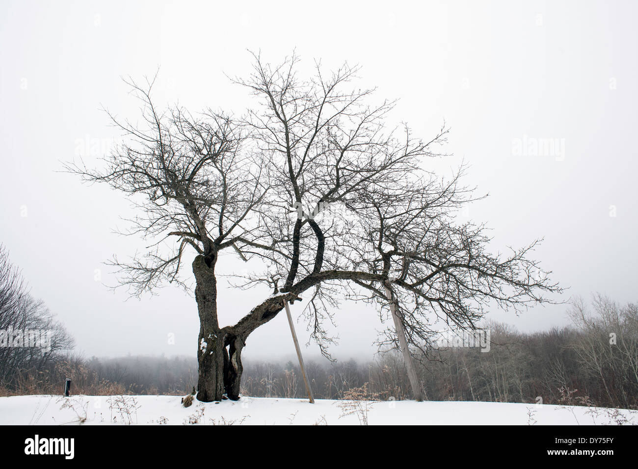 Einsamer Apfelbaum stehen an der Spitze eines Hügels in der Mitte des Winters in Austerlitz, New York. Stockfoto