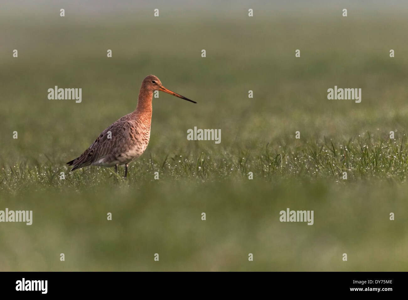 Uferschnepfe Futtersuche auf einem Feld in der Nähe von einem holländischen Bauernhof. Eine niedrige Sicht auf Augenhöhe. Stockfoto