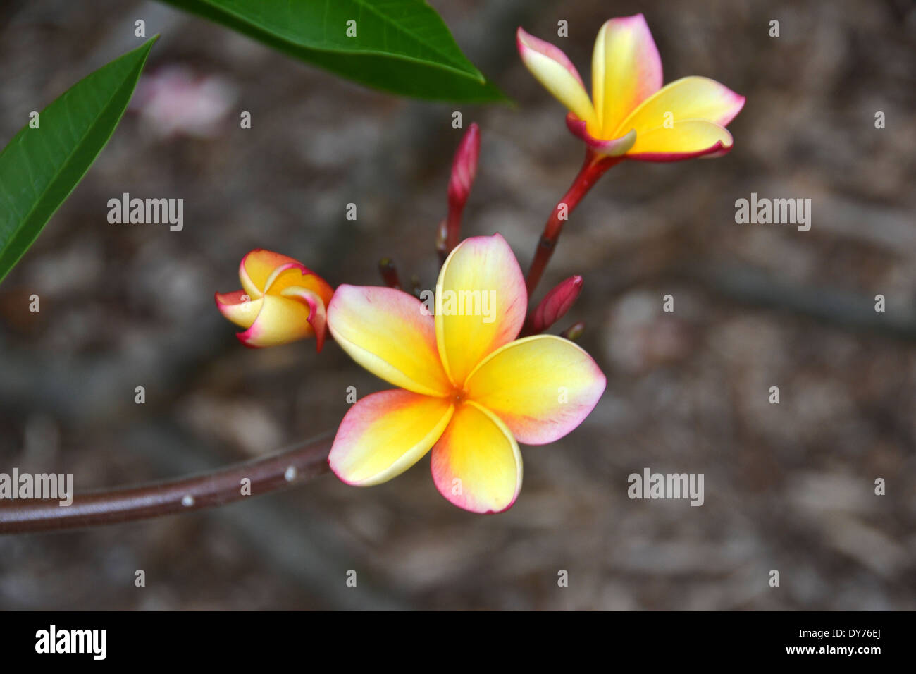 Gelb, Plumeria, Plumeria SP., Plumeria Grove bei Koko Crater Botanischer Garten, Oahu, Hawaii, USA Stockfoto