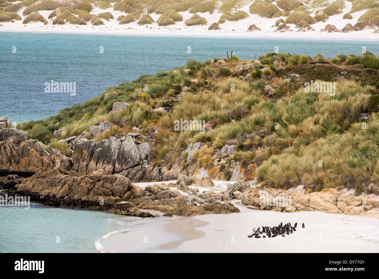 Magellan-Pinguine, Spheniscus Magellanicus, Gypsy Cove in der Nähe von Port Stanley auf den Falklandinseln, aus Argentinien, Südamerika. Stockfoto