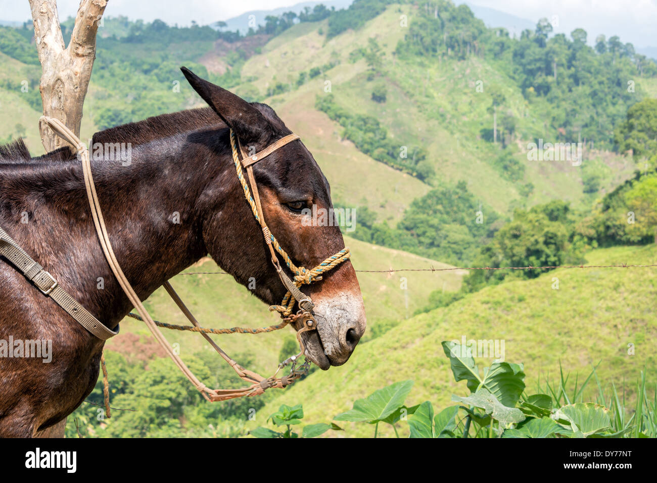 Nahaufnahme eines Esels mit Hügeln im Hintergrund in Magdalena Abteilung in Kolumbien Stockfoto