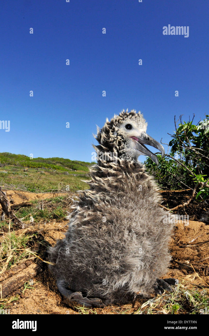 Laysan Albatros Küken, Phoebastria Immutabilis, Kaena Point, Oahu