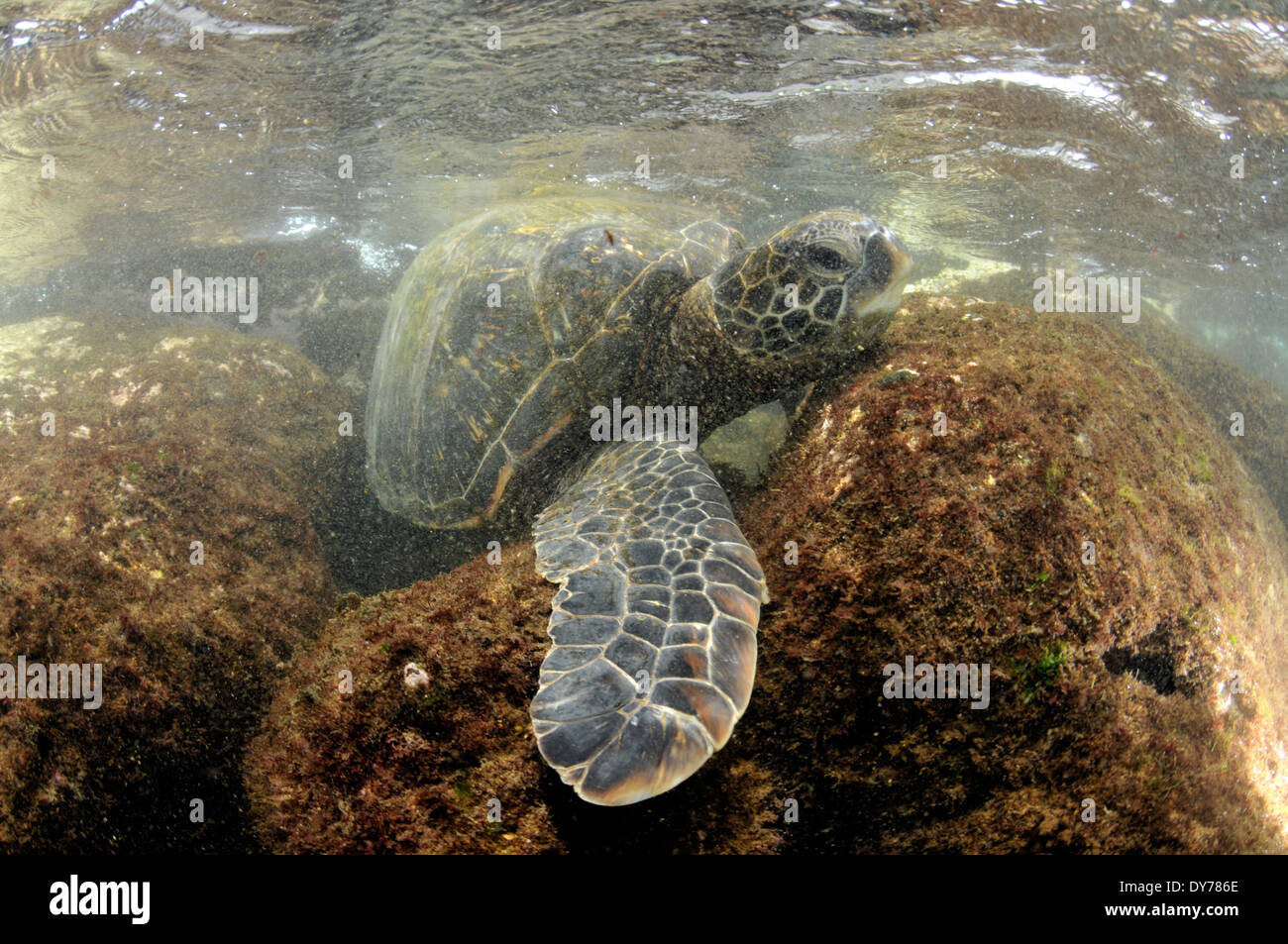 Grüne Meeresschildkröte, Chelonia Mydas, auf den Felsen, North Shore, Oahu, Hawaii, USA Stockfoto