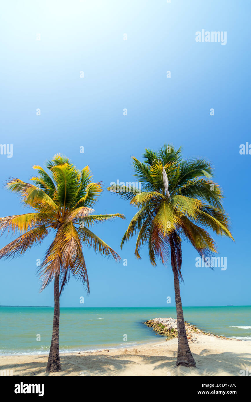 Zwei Palmen an einem wunderschönen weißen karibischen Strand in der Nähe von Covenas, Kolumbien Stockfoto