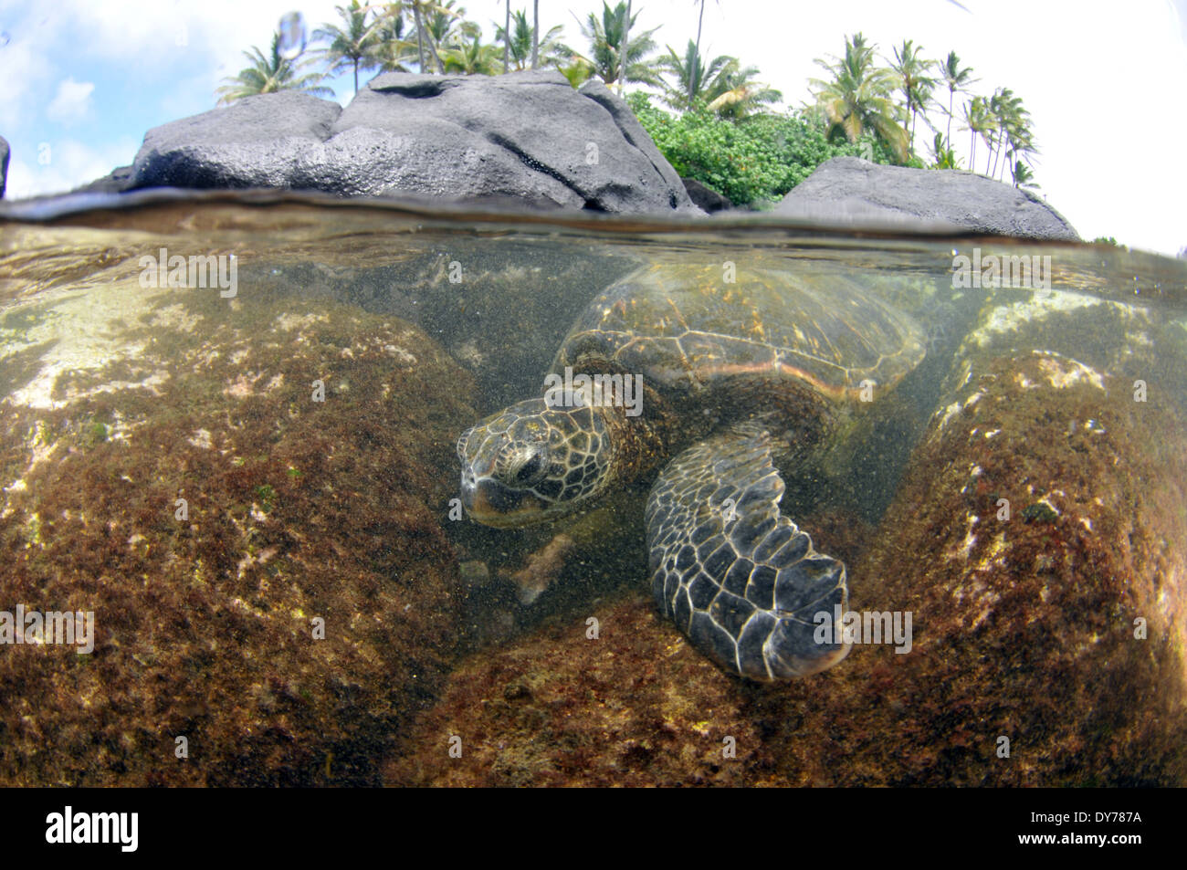 Split-Bild der grünen Meeresschildkröte, Chelonia Mydas und felsigen Boden, North Shore, Oahu, Hawaii, USA Stockfoto