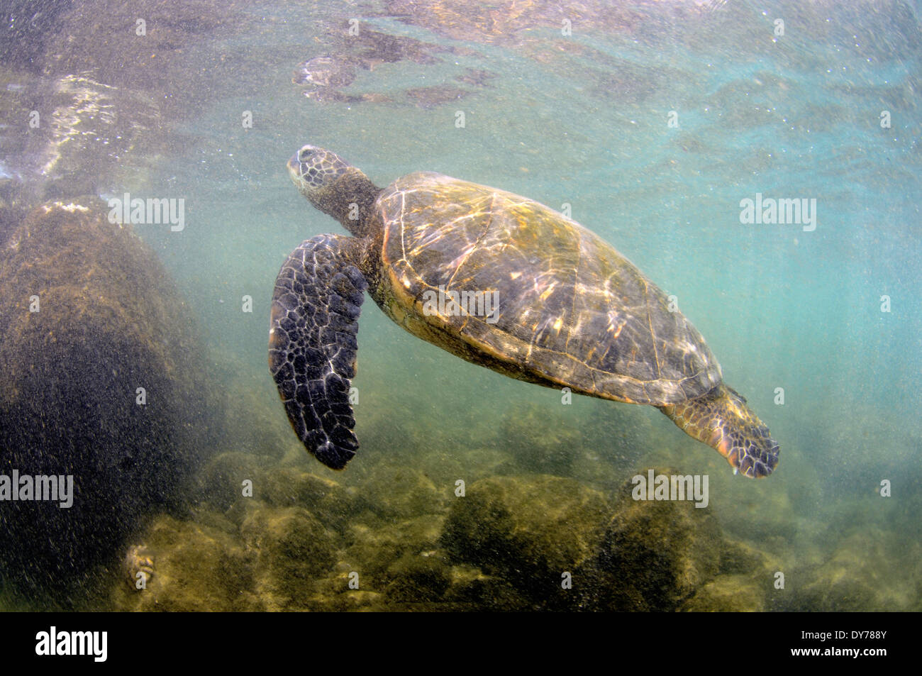 Grüne Meeresschildkröte, Chelonia Mydas, nach Atem, North Shore, Oahu, Hawaii, USA Stockfoto