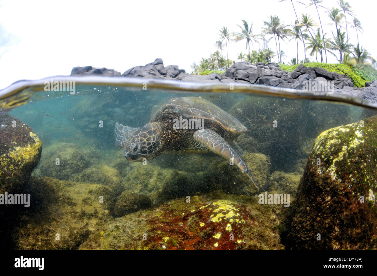Split-Bild des grünen Meeres turtle, Chelonia Mydas, North Shore, Oahu, Hawaii, USA Stockfoto