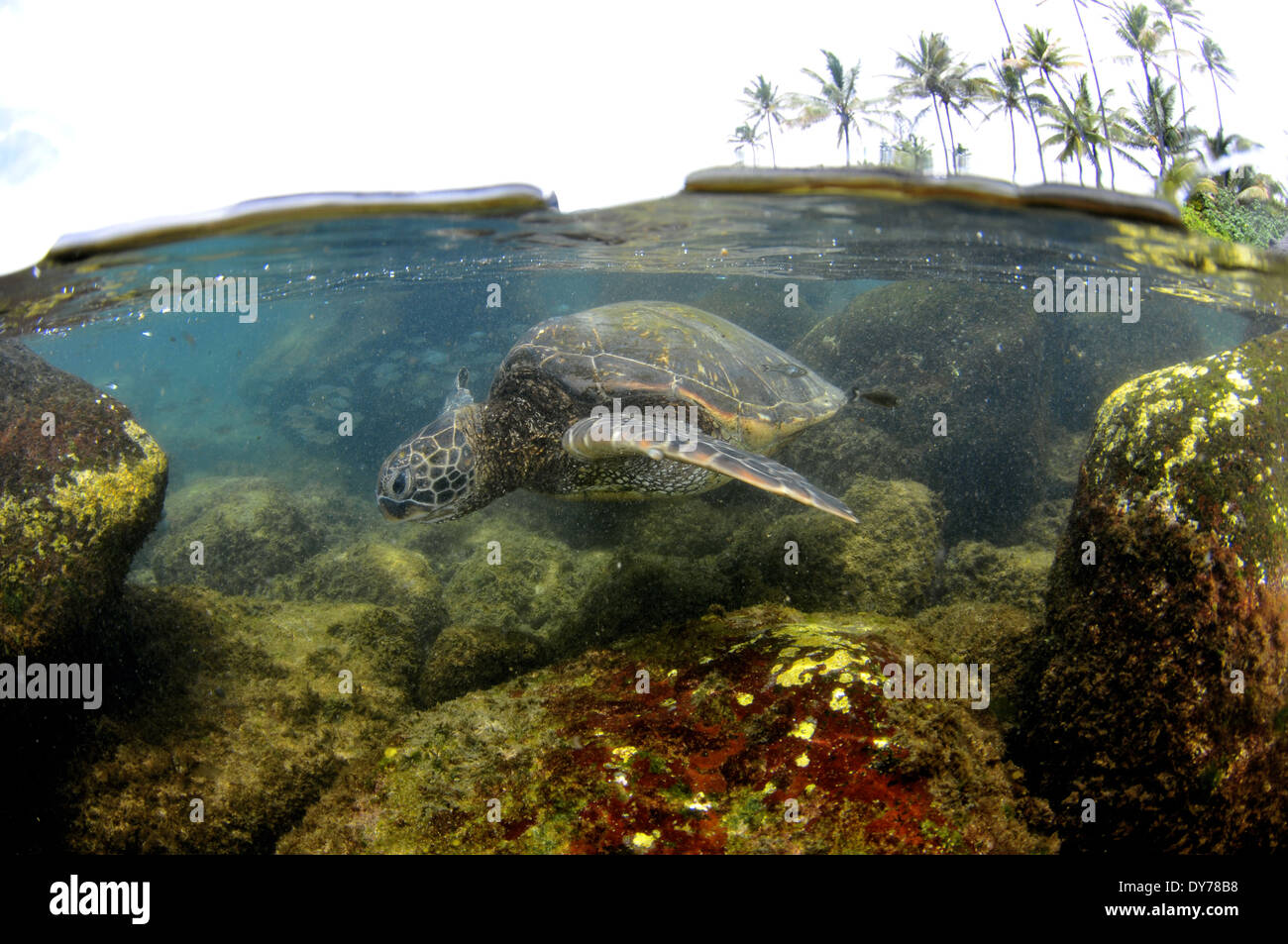 Grüne Meeresschildkröte, Chelonia Mydas, North Shore, Oahu, Hawaii, USA Stockfoto