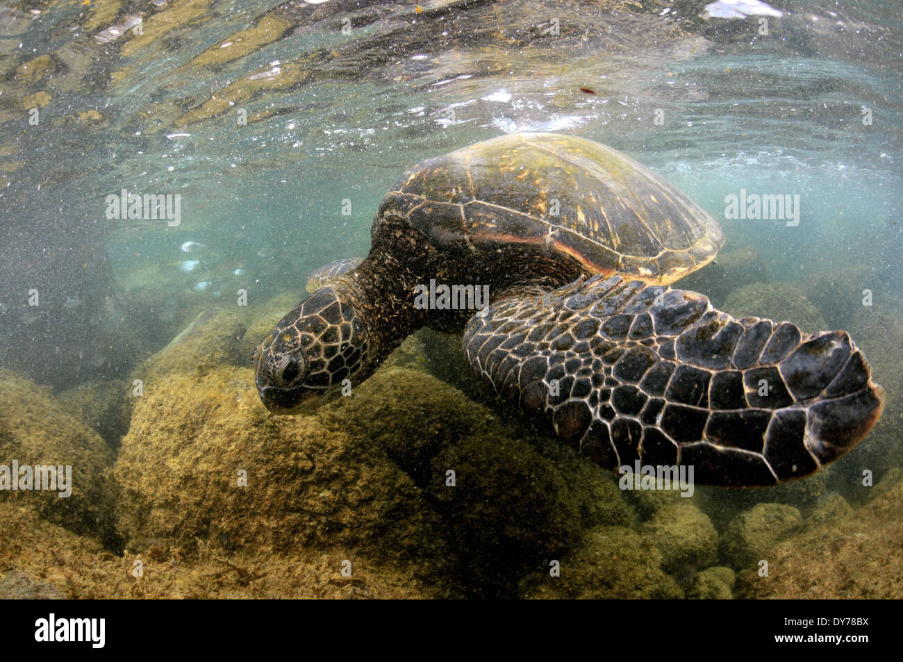 Grüne Meeresschildkröte, Chelonia Mydas, North Shore, Oahu, Hawaii, USA Stockfoto