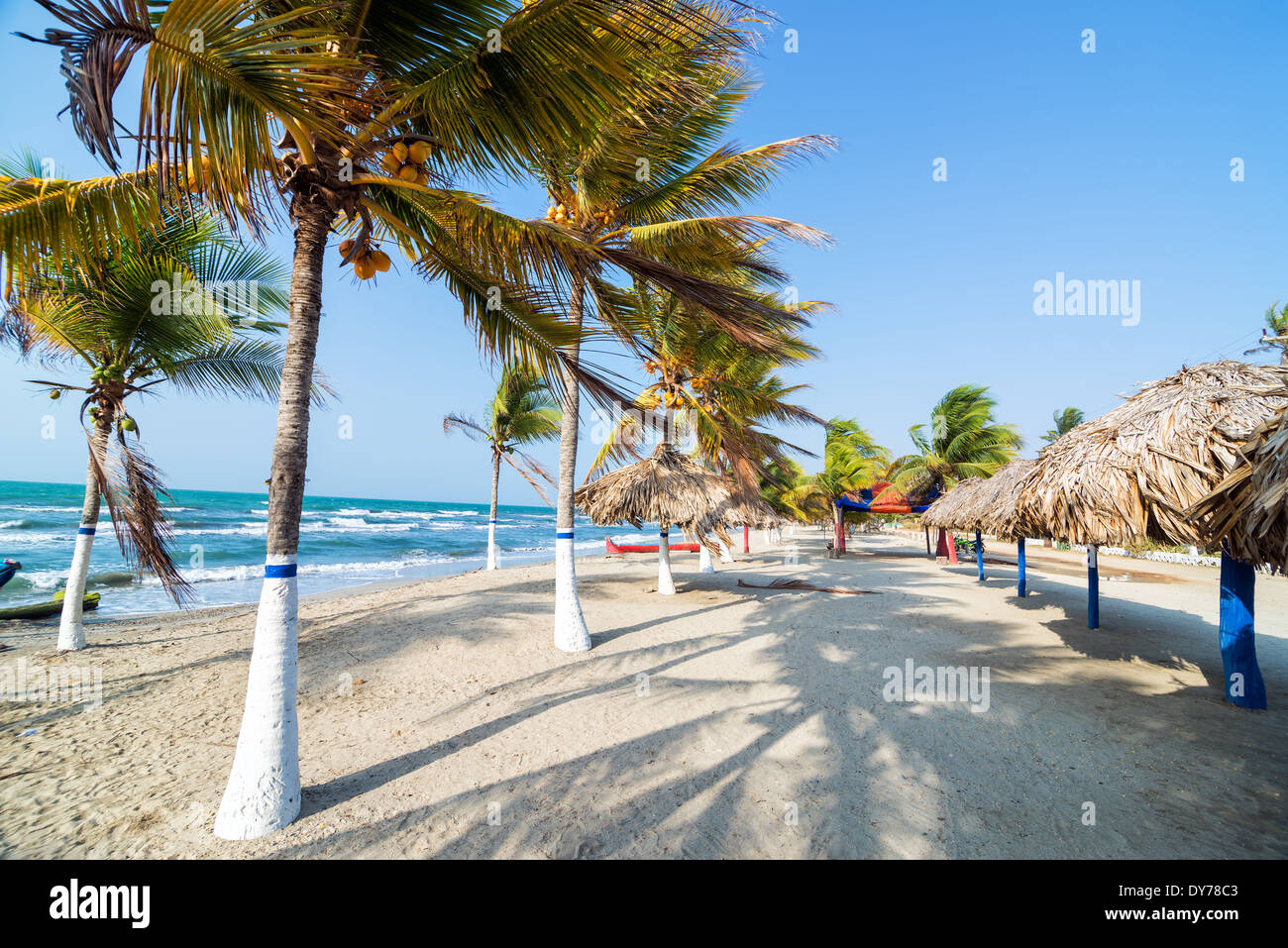 Palmen am Strand in Covenas, Kolumbien Stockfoto