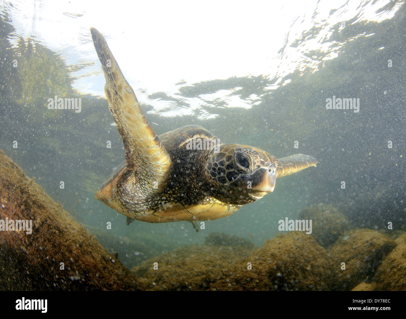 Grüne Meeresschildkröte, Chelonia Mydas, North Shore, Oahu, Hawaii, USA Stockfoto