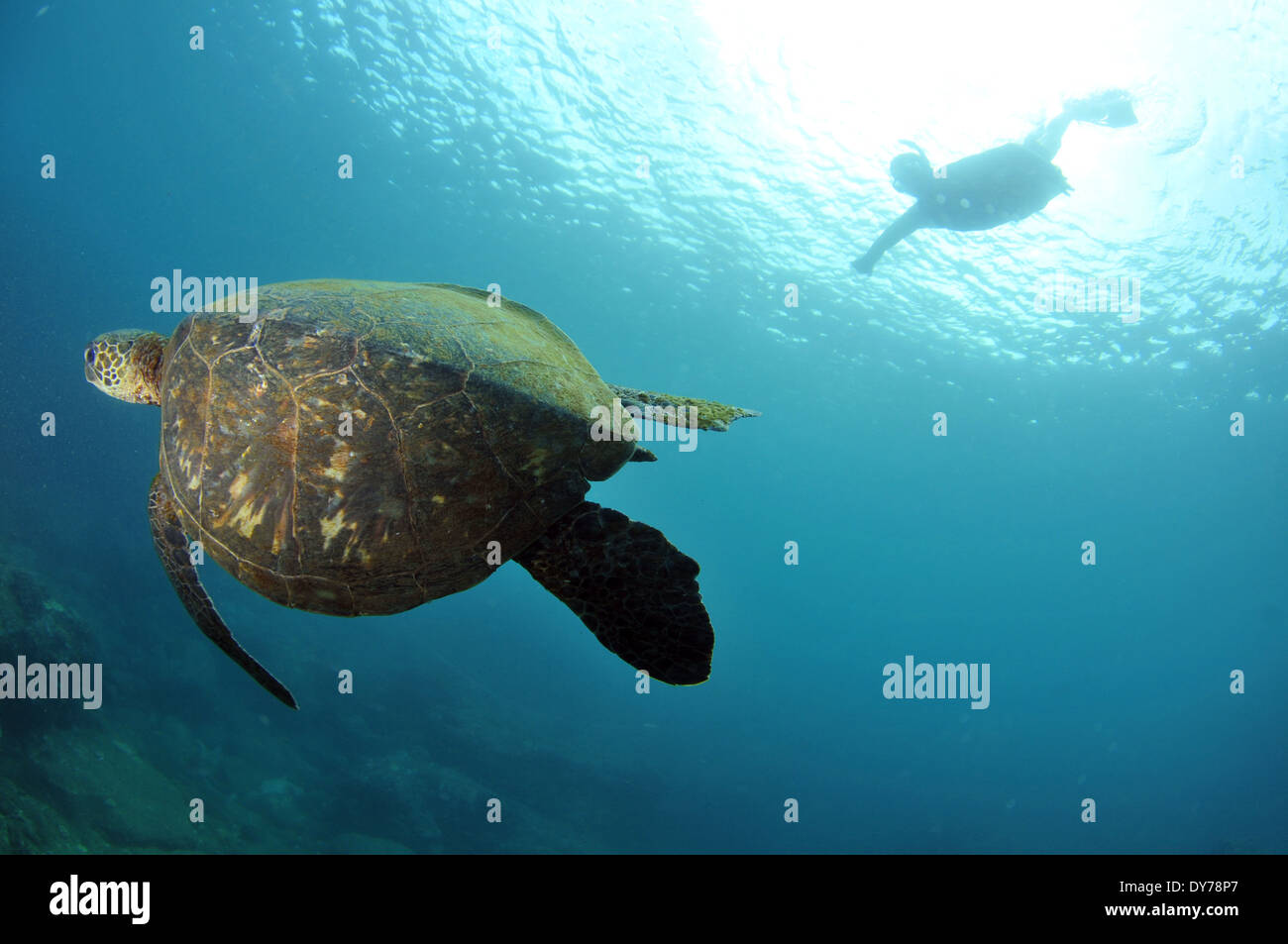 Schnorchler in der Oberfläche beobachtet eine grüne Meeresschildkröte, Chelonia Mydas, Schwimmen, North Shore, Oahu, Hawaii, USA Stockfoto