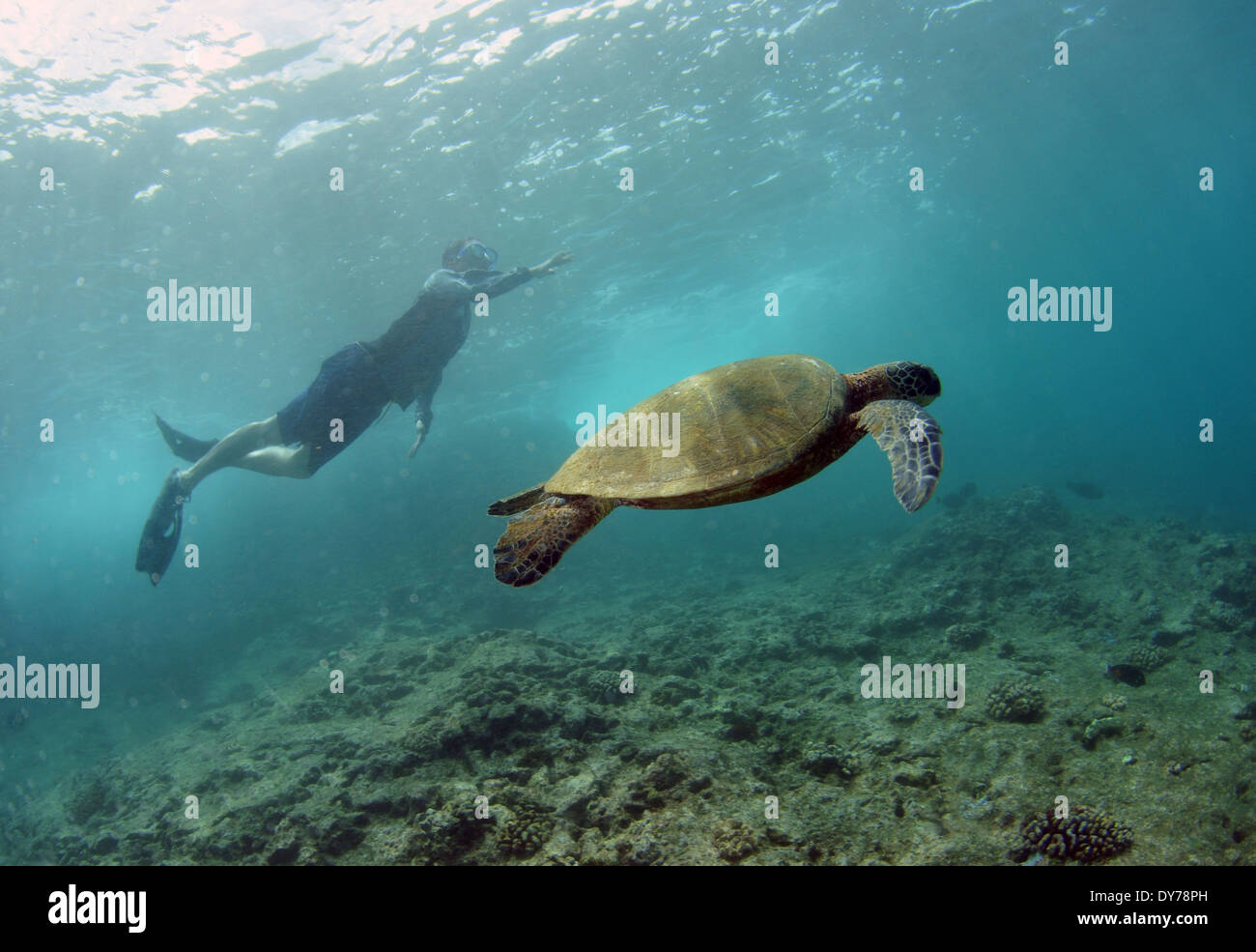 Schnorchler in der Oberfläche beobachtet eine grüne Meeresschildkröte, Chelonia Mydas, Schwimmen, North Shore, Oahu, Hawaii, USA Stockfoto