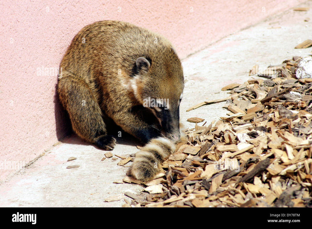 RING - ANGEBUNDENE NASENBÄR Stockfoto