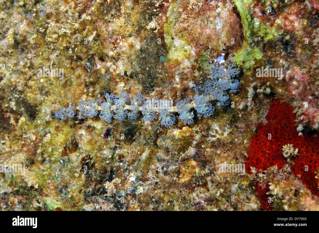 Blauer Drache Nacktschnecken, Pteraeolidia Ianthina, Kahe Point, Oahu, Hawaii, USA Stockfoto