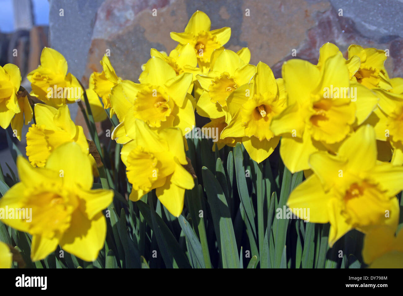 schöne gelbe Narzissen in Wales im Frühjahr Stockfoto
