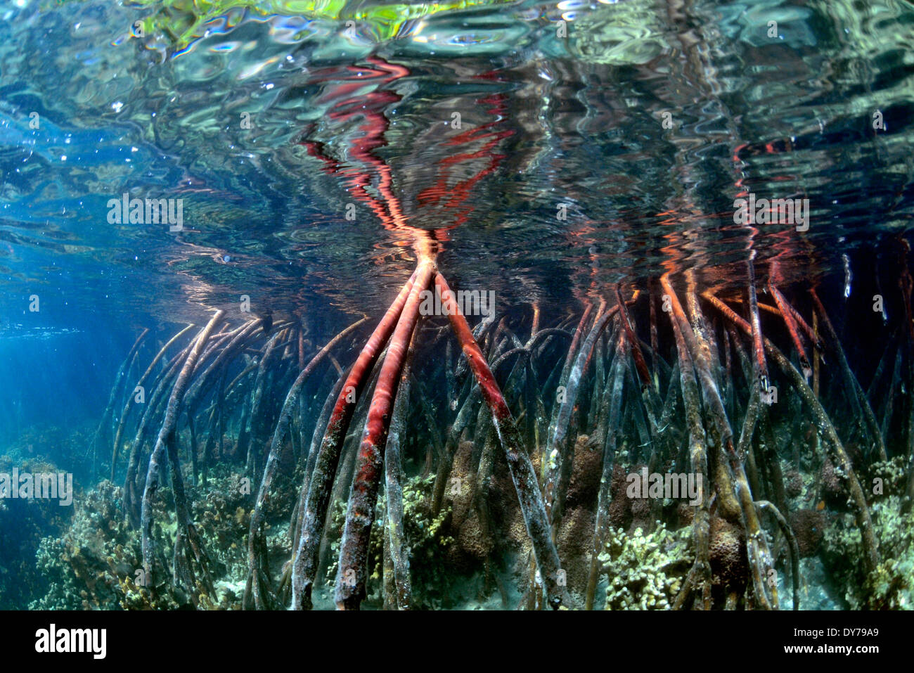 Coral Reef wächst über die Wurzeln der Mangroven Bäume, Coconut Island, Kaneohe Bay, Oahu, Hawaii, USA Stockfoto