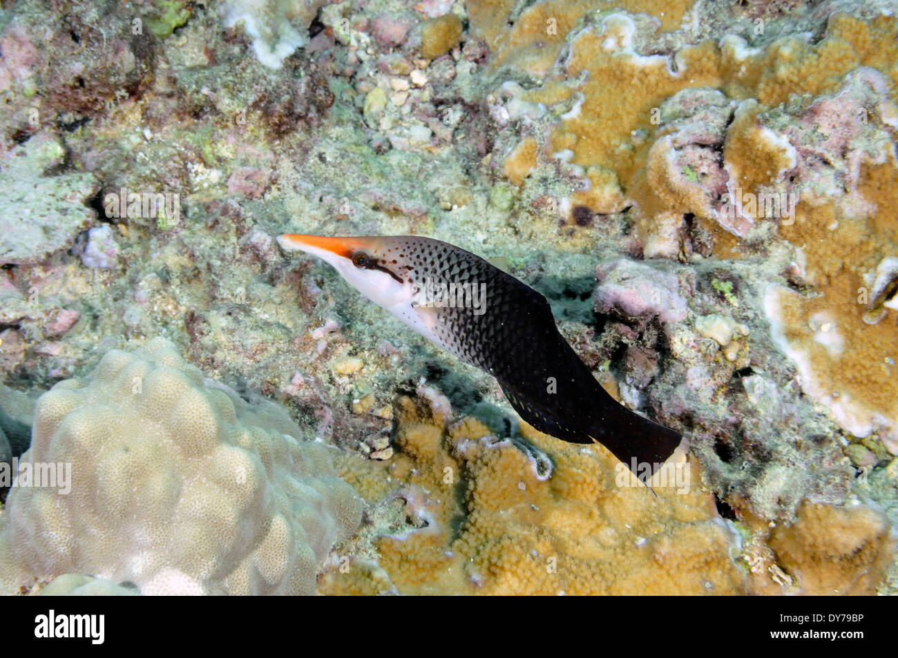 Weibliche Vogel Lippfisch, Gomphosus Varius, Oahu, Hawaii, USA Stockfoto