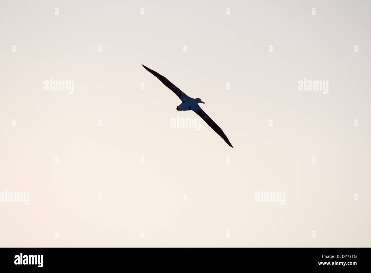 Der vogel mit der laengsten fluegelspannweite