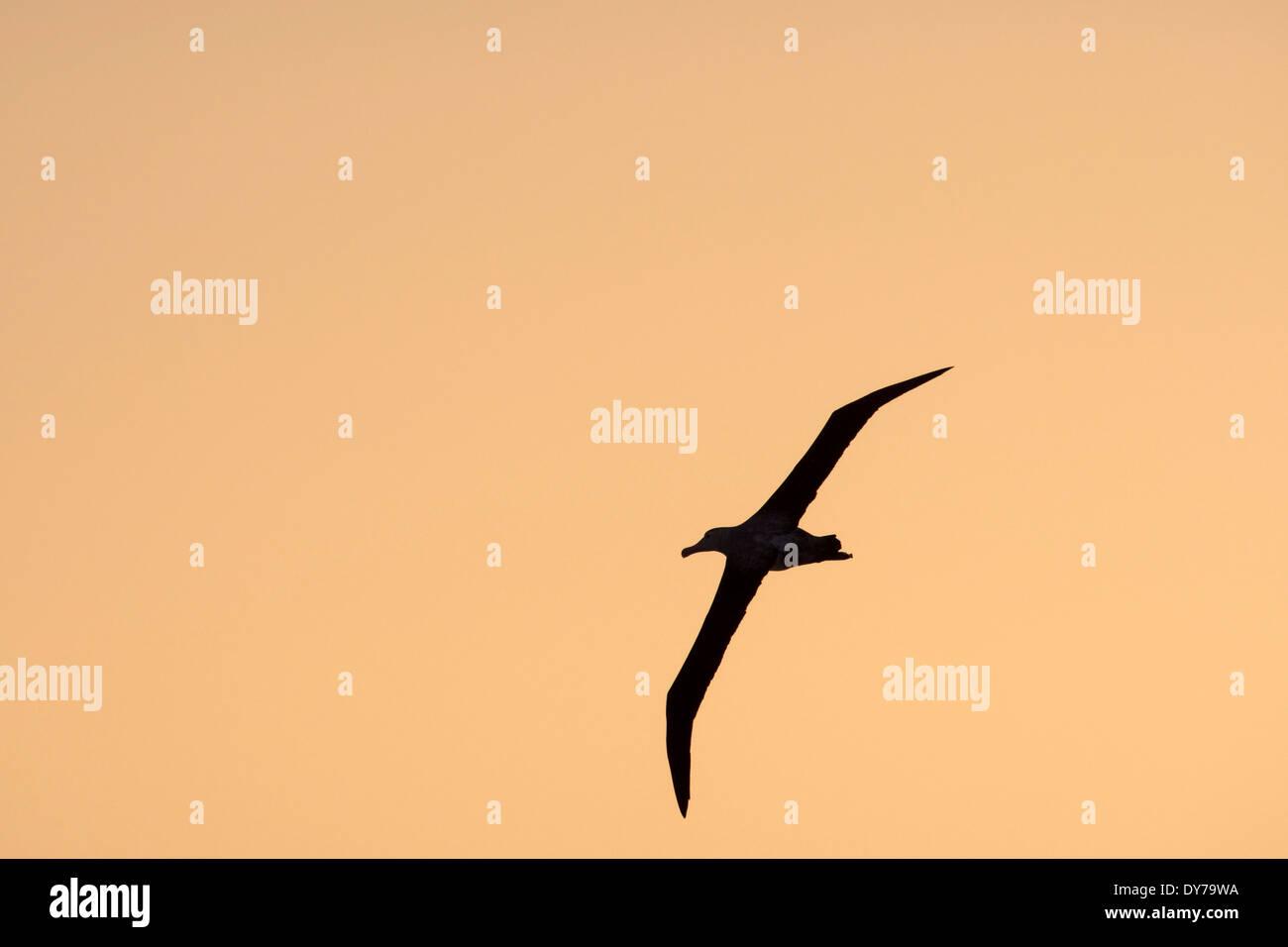 Ein Wanderalbatros Der Vogel Mit Der Langsten Spannweite In Der Welt Bei Sonnenuntergang In Die Drake Passage Antarktis Stockfotografie Alamy
