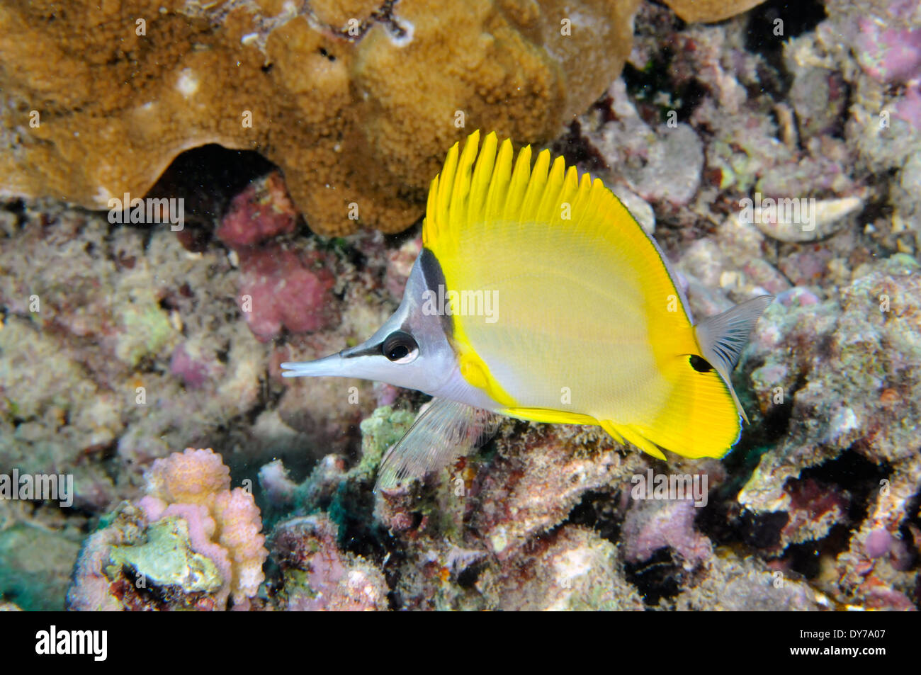 Gelbe lange Nase Butterflyfish oder Lawiliwilinukunukuoioi, Forcipiger Flavissimus, Oahu, Hawaii, USA Stockfoto