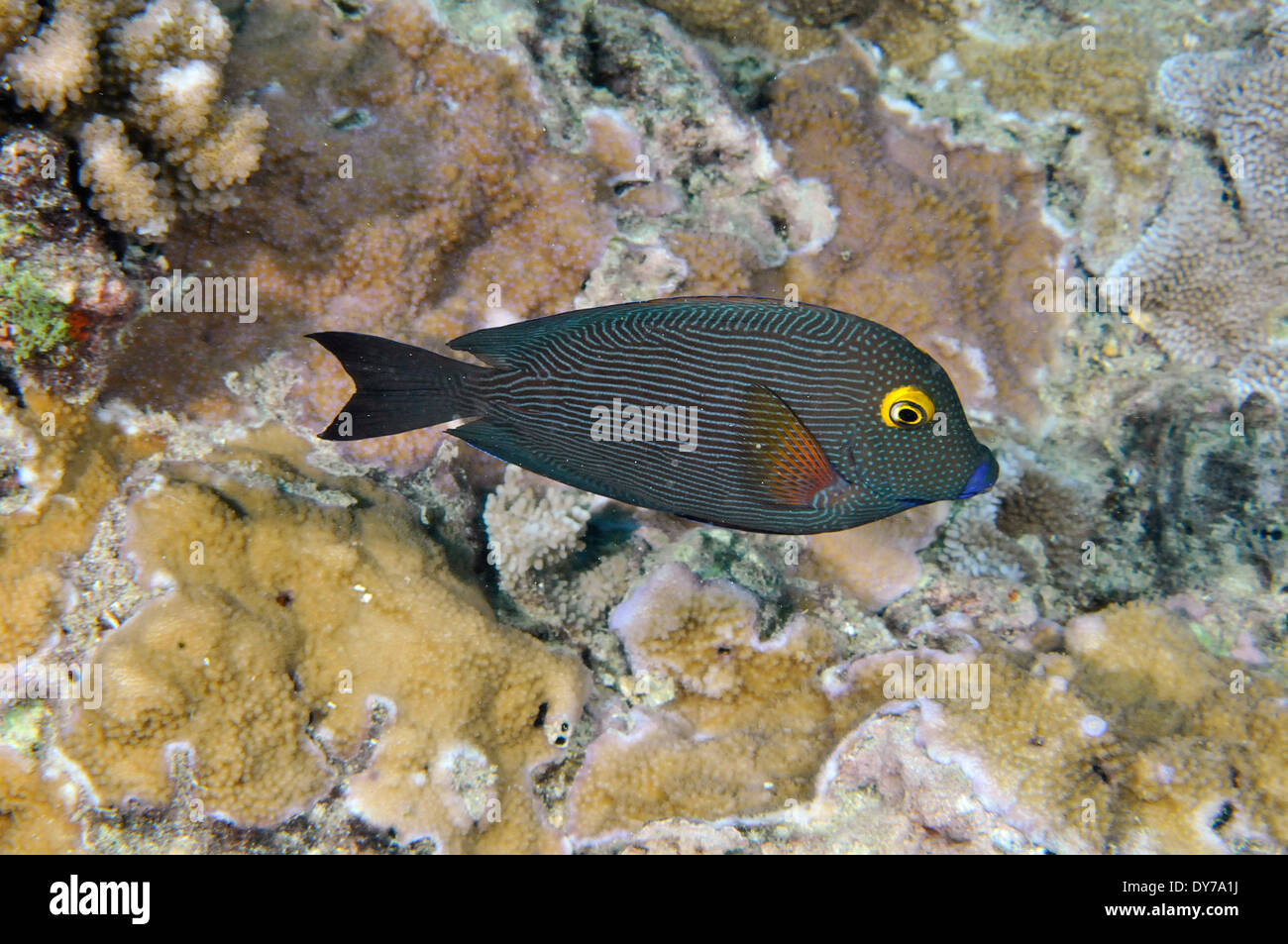 Goldring Doktorfisch, Ctenochaetus Strigosus, Oahu, Hawaii, USA Stockfoto