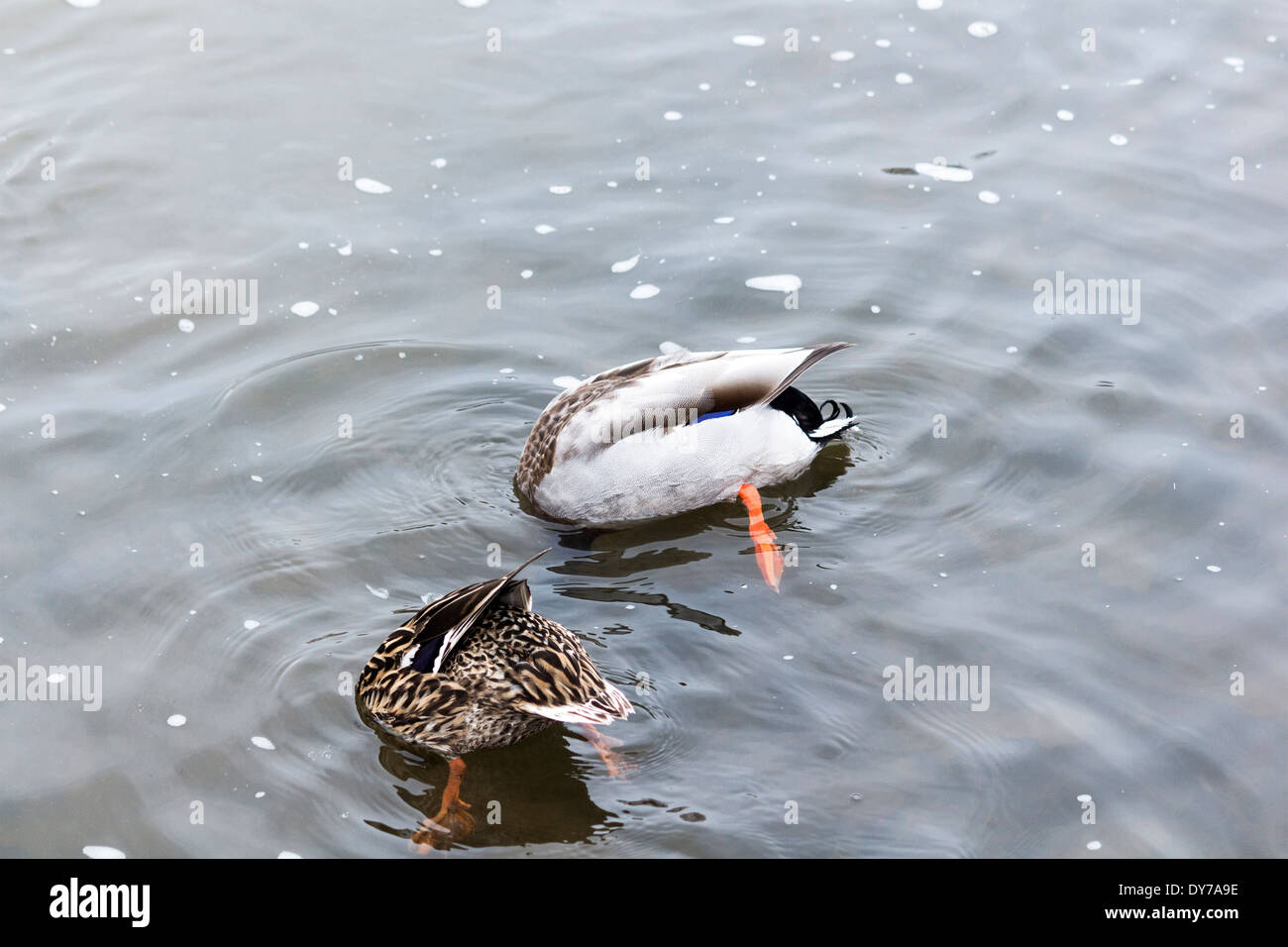 Männliche und weibliche Zuchtpaar der Stockente Enten mit Kopf in das Wasser, die Nahrung. Stockfoto