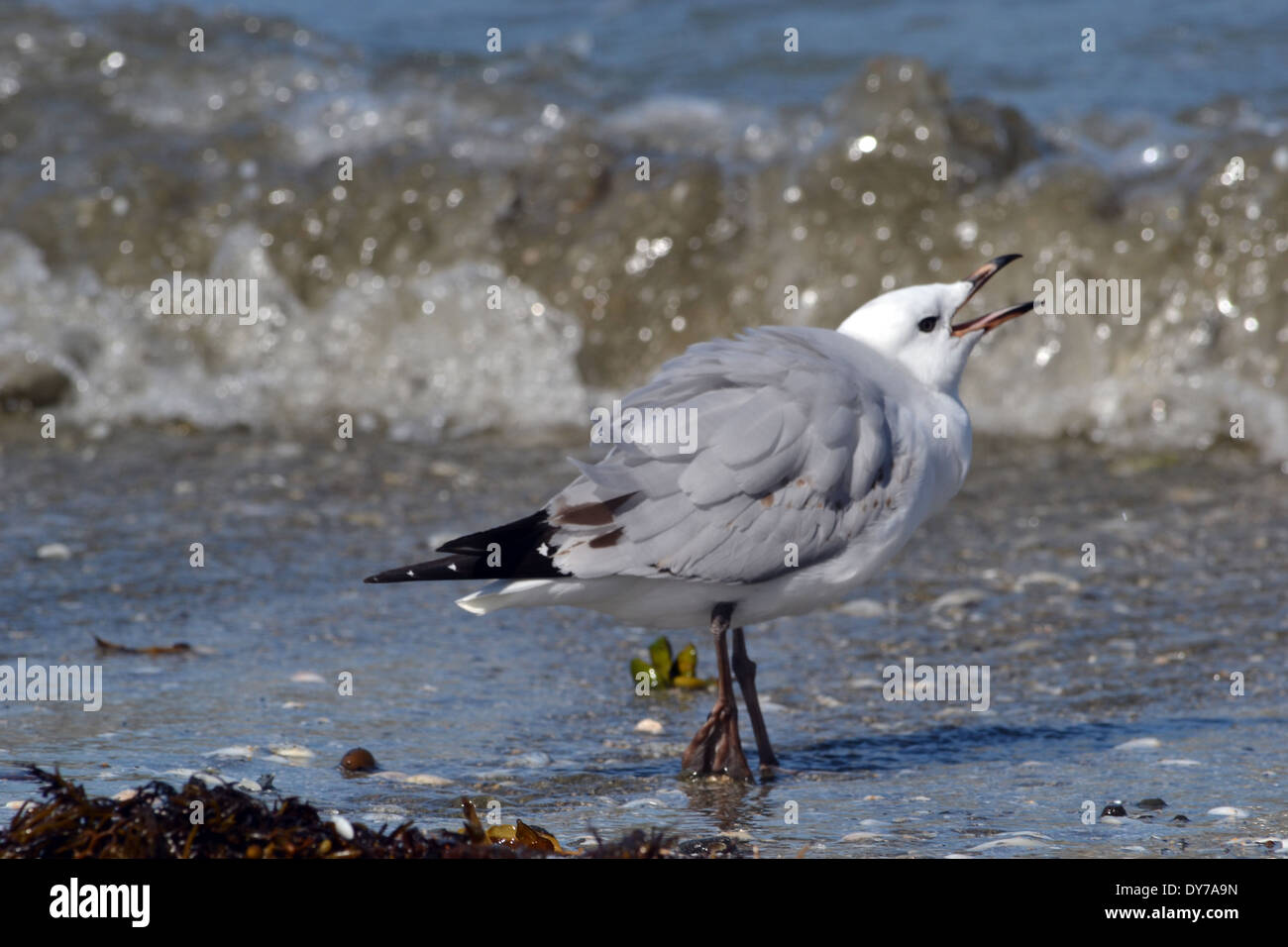 Eissturmvögel, Fulmarus glacialoides, Zugvögel, Nordinsel, Neuseeland Stockfoto