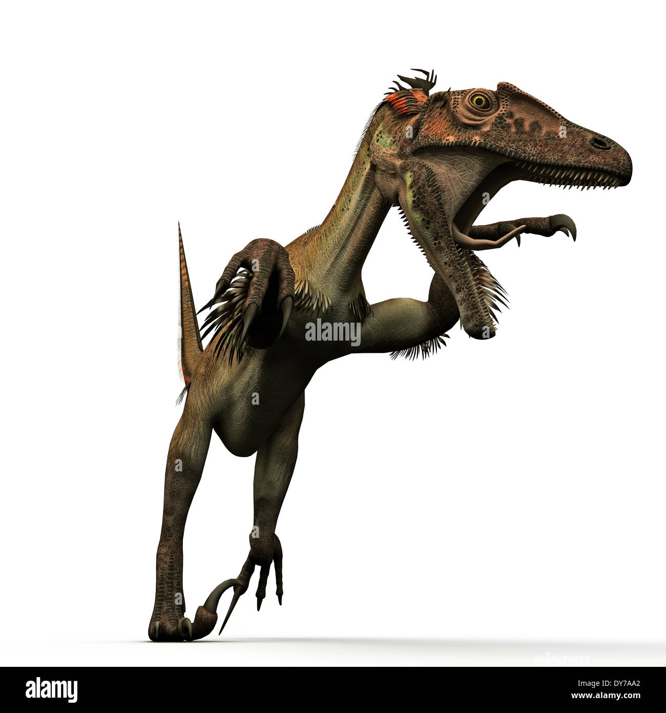 Utahraptor isoliert auf weißem Hintergrund Stockfoto