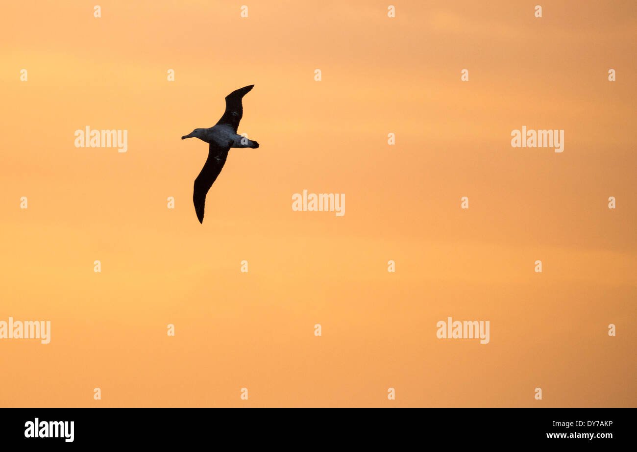 Ein Wanderalbatros Der Vogel Mit Der Langsten Spannweite In Der Welt Bei Sonnenuntergang In Die Drake Passage Antarktis Stockfotografie Alamy