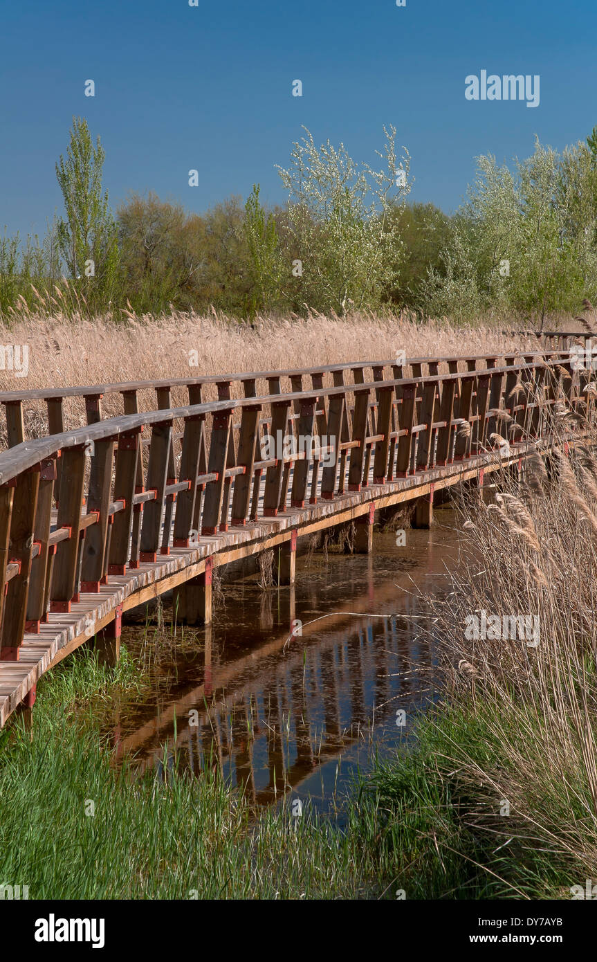 Tablas de Daimiel Nationalpark - Feuchtgebiet und Promenade, Ciudad Real-Provinz, Region Castilla - La Mancha, Spanien, Europa Stockfoto