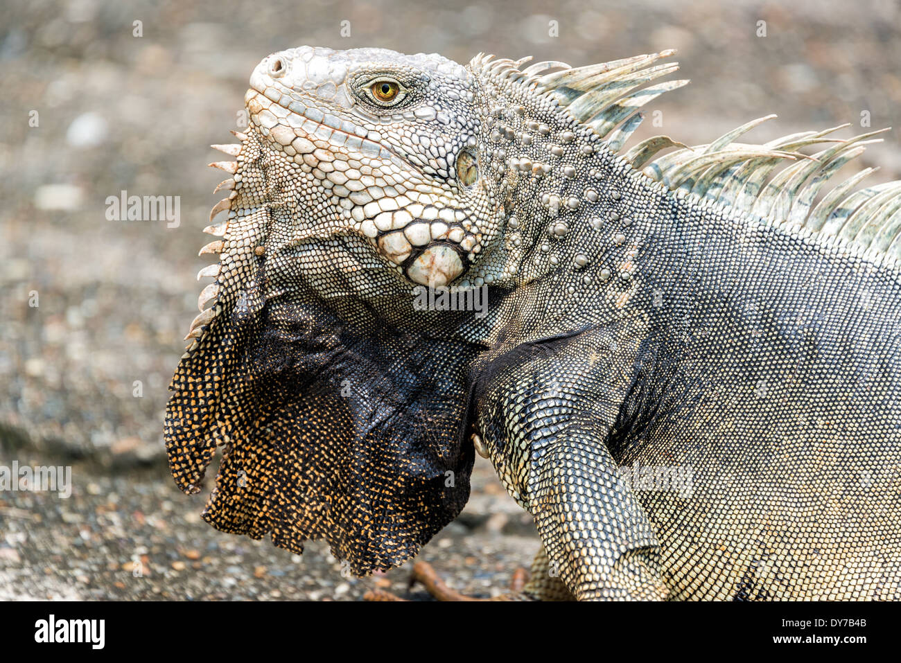Nahaufnahme von einem sehr großen Leguan in Kolumbien Stockfoto