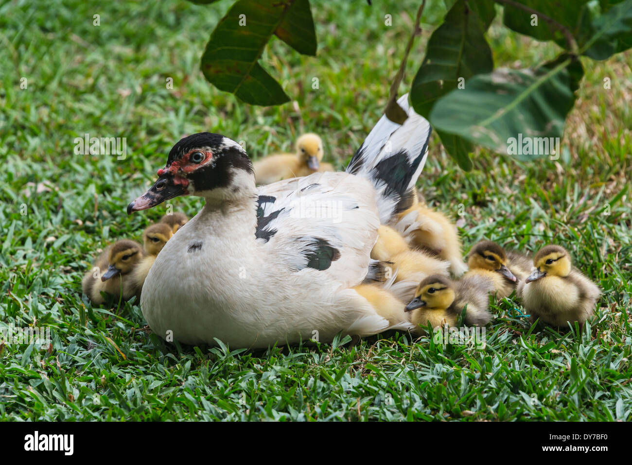 Mutter Ente mit Entchen, Los Llanos, Venezuela Stockfoto