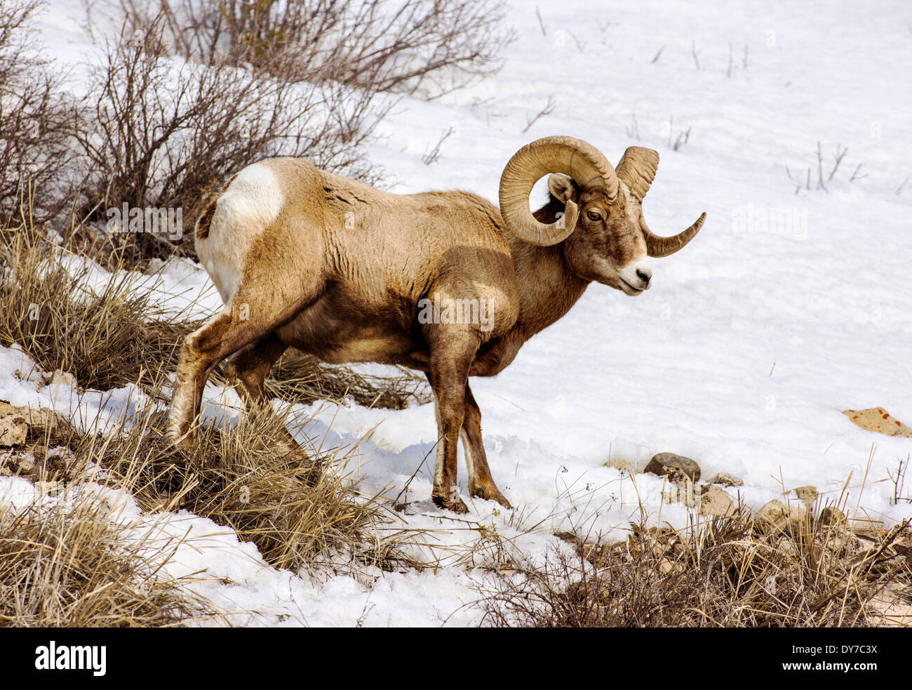 Bighorn Schafe, Ovis Canadensis, Lamar Valley, Yellowstone-Nationalpark, Wyoming, USA Stockfoto