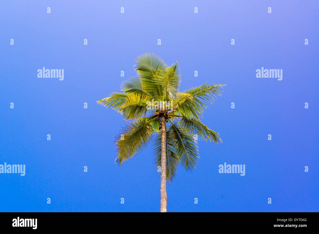 Eine einzige einsame Palme mit einem tiefblauen Himmel Stockfoto