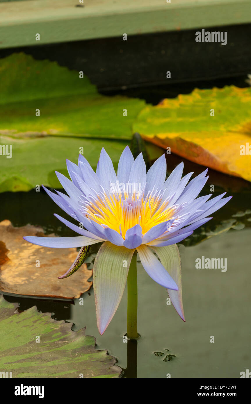 Nymphaea Araluen, blauen tropischen Seerose Stockfoto