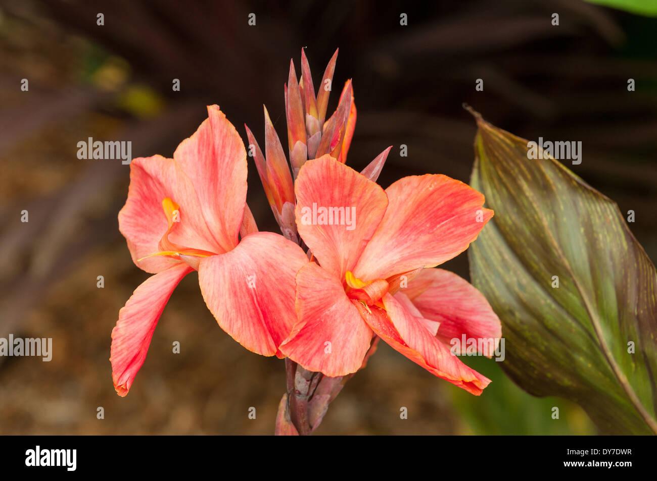 CANNA Lily Pandora, rote Canna Lily Stockfoto