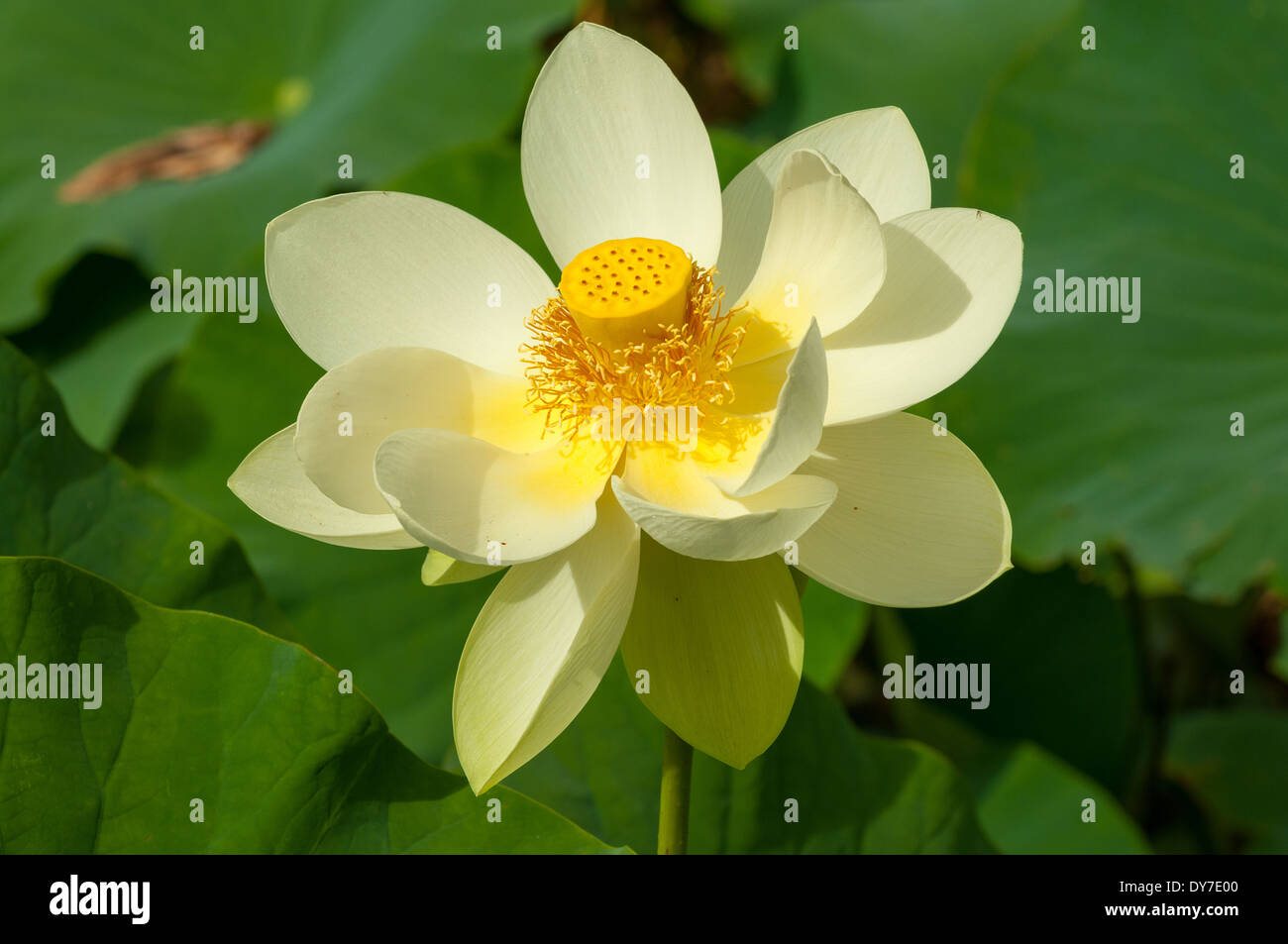 Cream Nelumbo Lutea, weißen Lotus Stockfoto
