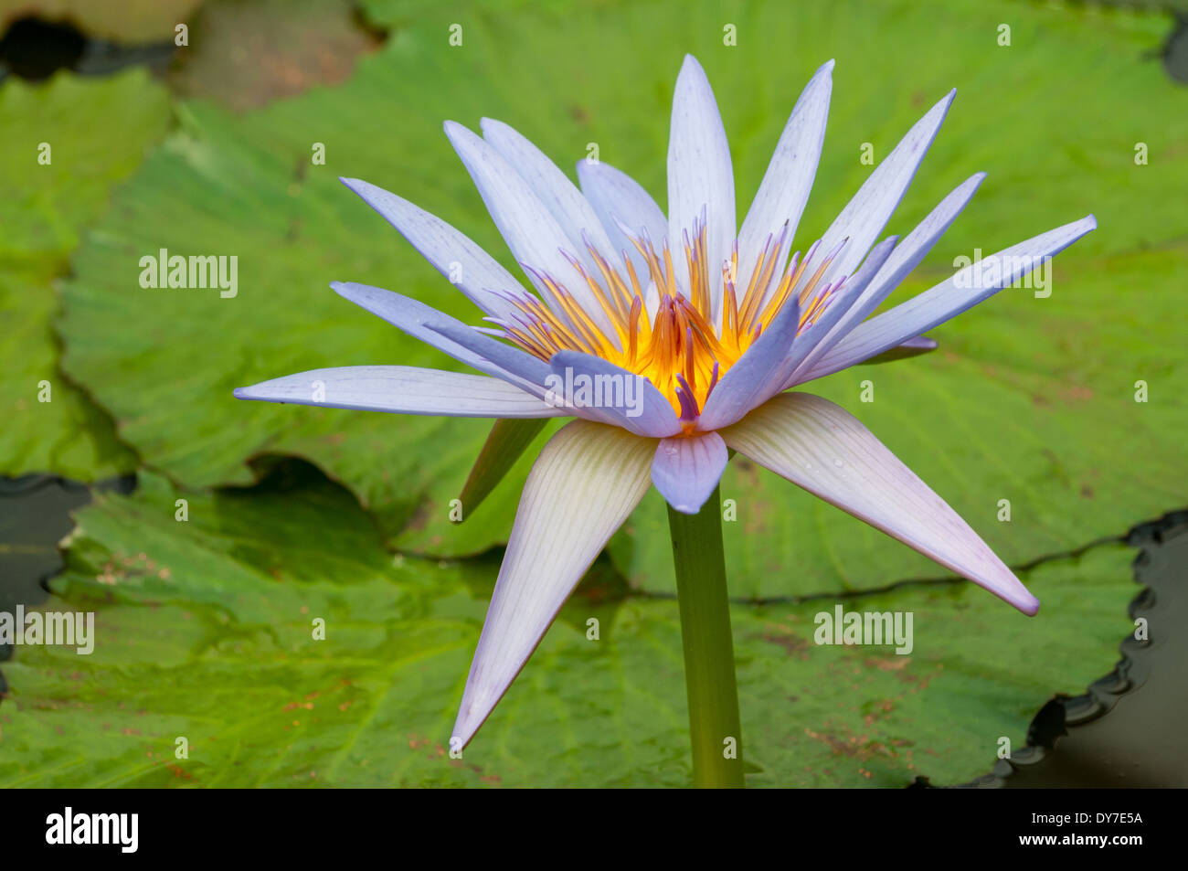 Nymphaea Nouchali, Blue Water Lily Stockfoto