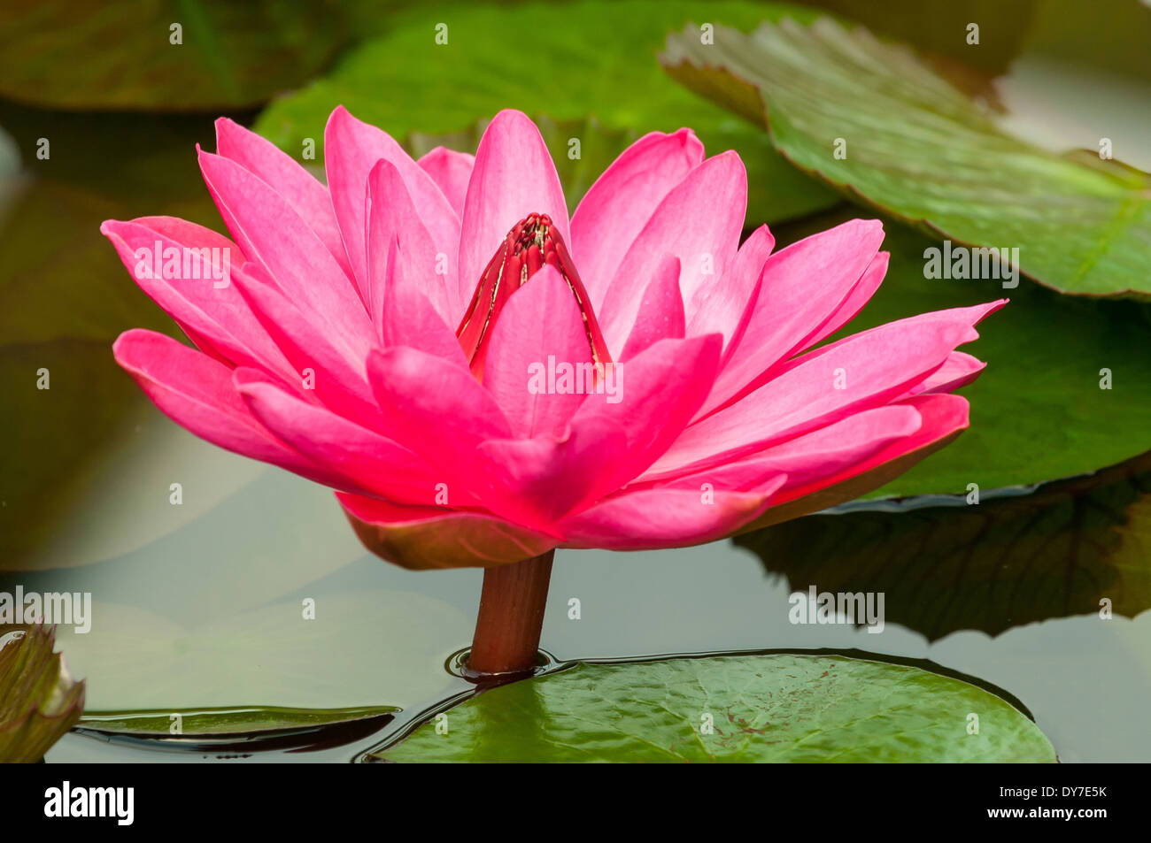 Nymphaea Antares, rote Nacht Wasser Lilie Stockfoto