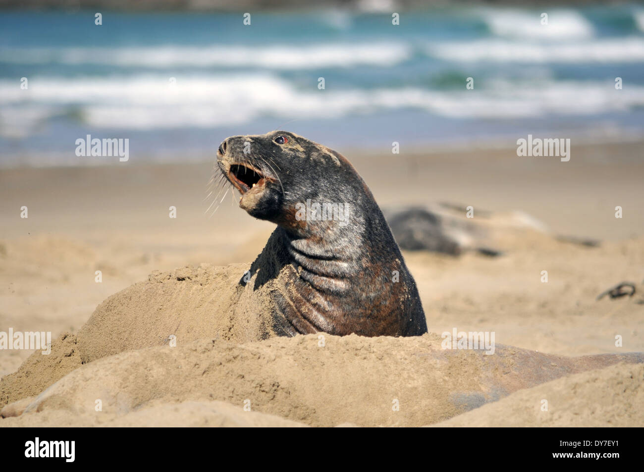 Endemische Hooker Seelöwen, Phocarctos Hookeri, einer der weltweit seltensten Arten von Seelöwen, Catlins Küste, Neuseeland Stockfoto