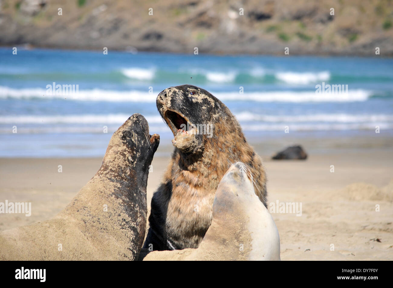 Endemische Hooker Seelöwen, Phocarctos Hookeri, einer der weltweit seltensten Arten von Seelöwen, Catlins Küste, Neuseeland Stockfoto