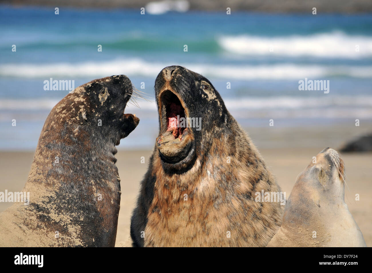 Endemische Hooker Seelöwen, Phocarctos Hookeri, einer der weltweit seltensten Arten von Seelöwen, Catlins Küste, Neuseeland Stockfoto