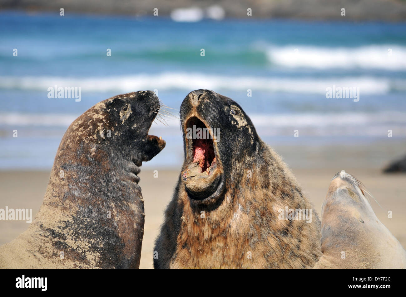 Endemische Hooker Seelöwen, Phocarctos Hookeri, einer der weltweit seltensten Arten von Seelöwen, Catlins Küste, Neuseeland Stockfoto