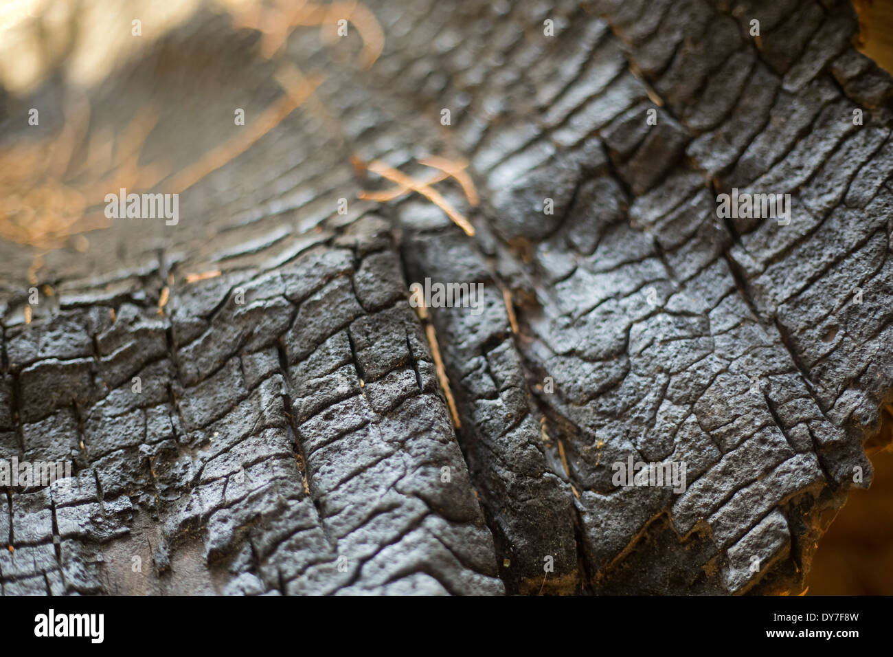 Ein verbrannter Protokoll in einem Wald in der Giant Sequoia Wald in Kalifornien Stockfoto