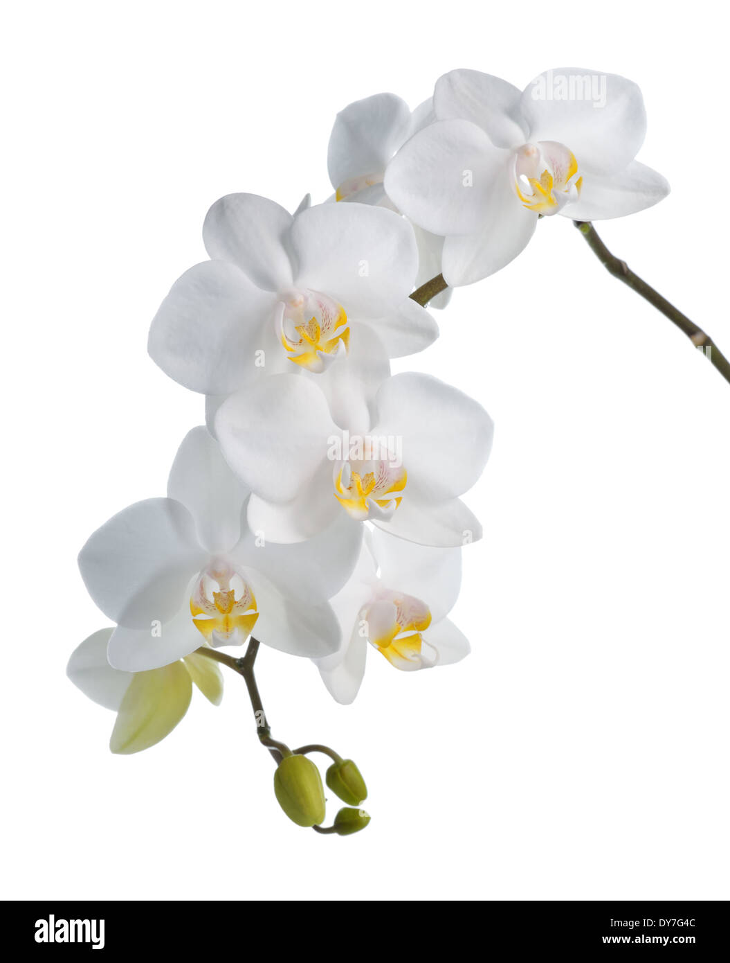 Weiße Orchidee Phalaenopsis isoliert auf weißem Hintergrund. Tropische Blüten. Stockfoto