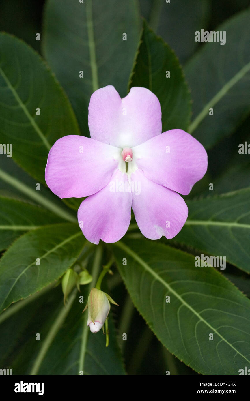 Impatiens Sodenii Blume wächst in einer geschützten Umgebung. Stockfoto
