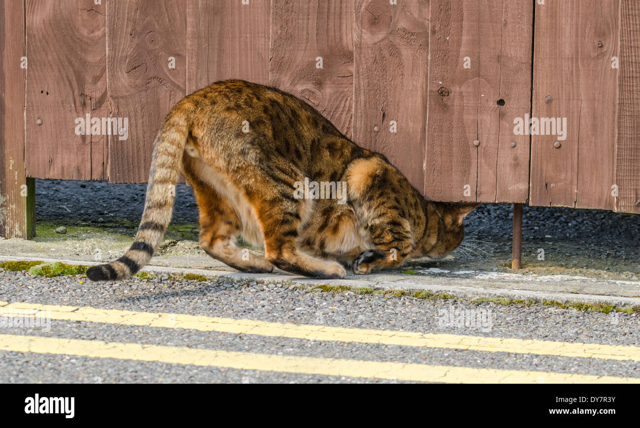 Brown Bengal-Katze, kriechen unter einem Zaun. Stockfoto