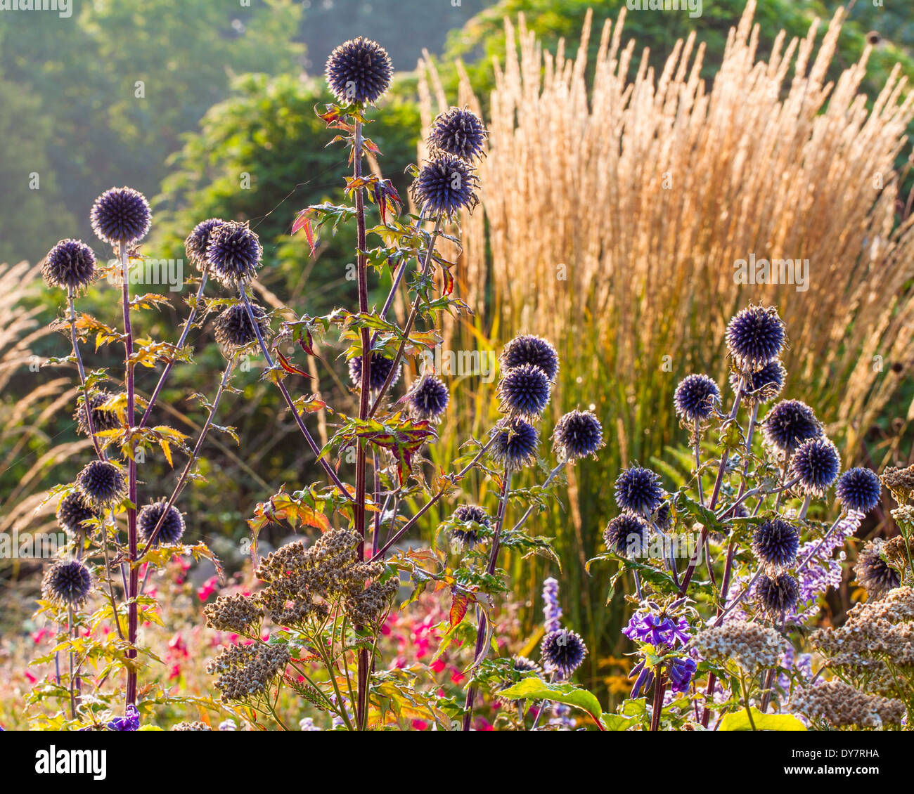 Echinops ritro Kugeln vor Calamagrostis 'Karl Foerster' Stockfoto